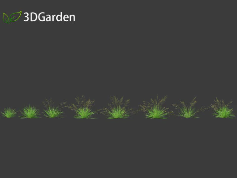 Poa annua - Annual meadow grass 3D Model