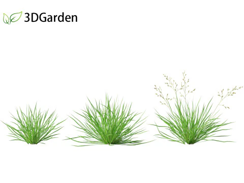 Poa annua - Annual meadow grass 3D Model