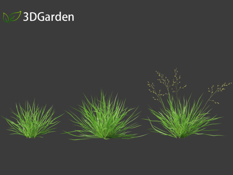 Poa annua - Annual meadow grass 3D मॉडल