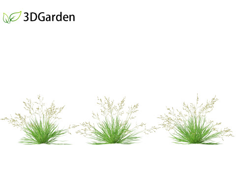Poa annua - Annual meadow grass 3D मॉडल