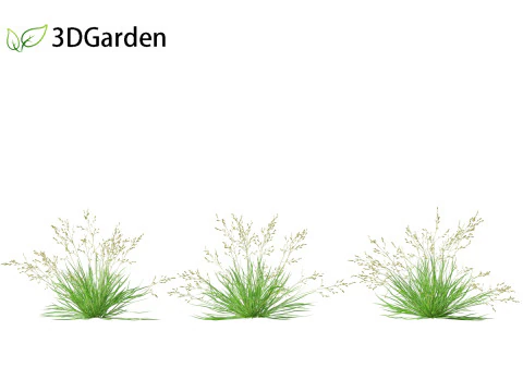 Poa annua - Annual meadow grass 3D Model