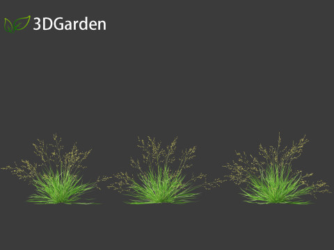Poa annua - Annual meadow grass 3D मॉडल