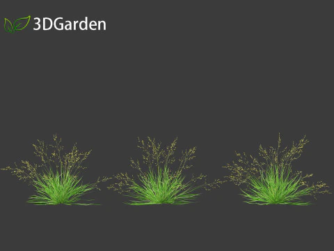 Poa annua - Annual meadow grass 3D Model