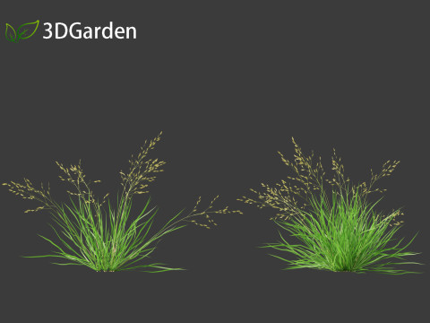 Poa annua - Annual meadow grass 3D मॉडल