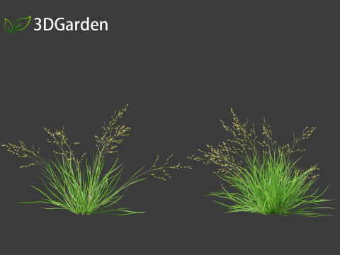 Poa annua - Annual meadow grass 3D Model