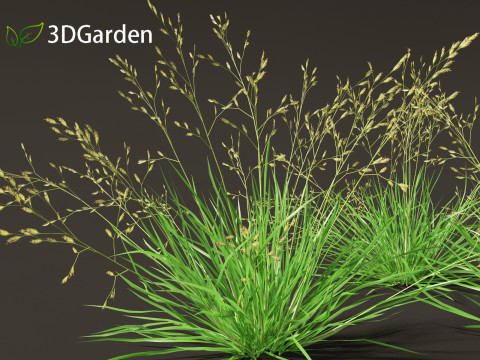 Poa annua - Annual meadow grass 3D मॉडल