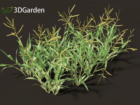 Paspalum wettsteinii - Broadleaf Paspalum 3D Модель