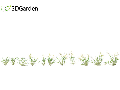 Paspalum wettsteinii - Broadleaf Paspalum Modello 3D