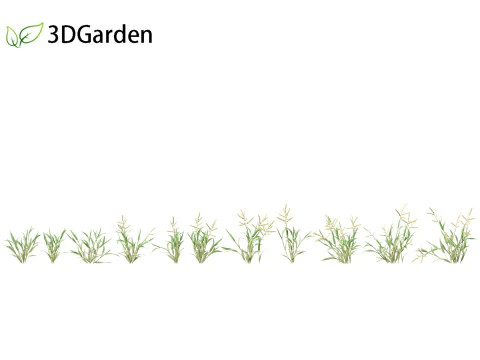 Paspalum wettsteinii - Broadleaf Paspalum 3D Model