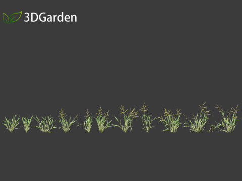 Paspalum wettsteinii - Broadleaf Paspalum Modello 3D