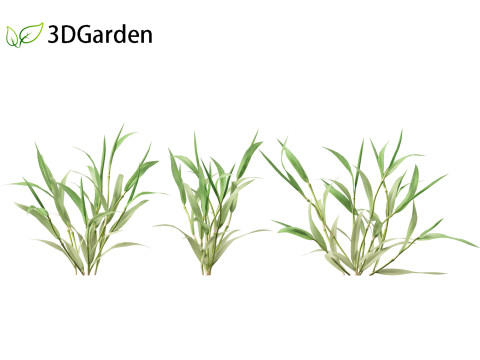 Paspalum wettsteinii - Broadleaf Paspalum Modello 3D