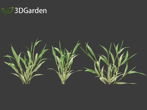 Paspalum wettsteinii - Broadleaf Paspalum Modello 3D