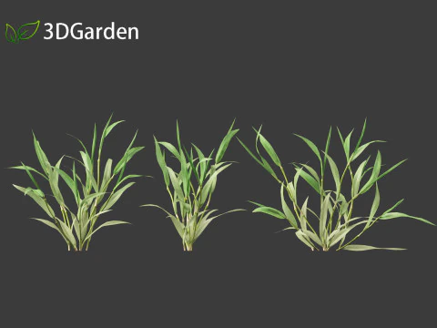 Paspalum wettsteinii - Broadleaf Paspalum 3D Model