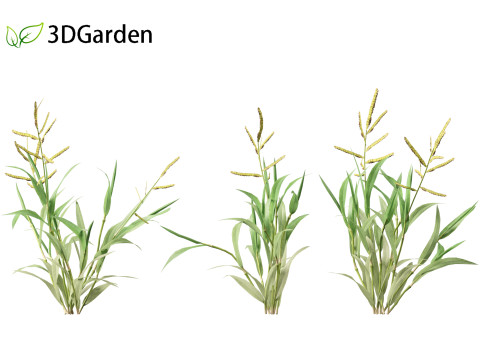 Paspalum wettsteinii - Broadleaf Paspalum Modello 3D