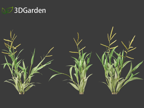 Paspalum wettsteinii - Broadleaf Paspalum Modello 3D