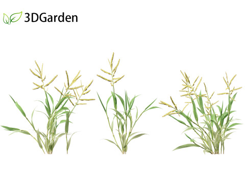 Paspalum wettsteinii - Broadleaf Paspalum Modello 3D