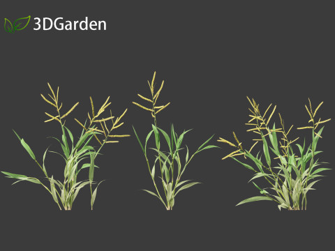 Paspalum wettsteinii - Broadleaf Paspalum Modello 3D