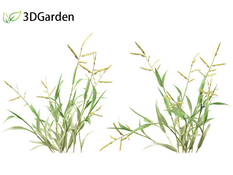 Paspalum wettsteinii - Broadleaf Paspalum Modello 3D