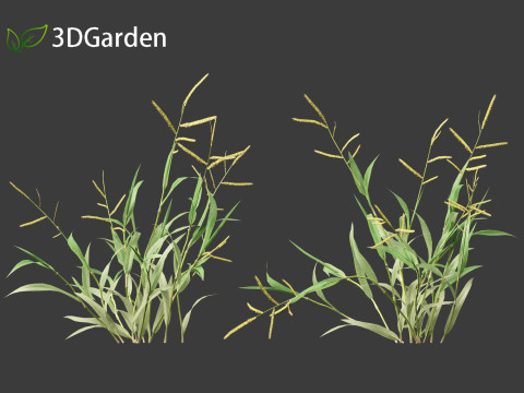 Paspalum wettsteinii - Broadleaf Paspalum Modello 3D