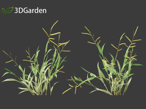 Paspalum wettsteinii - Broadleaf Paspalum 3D Model