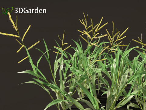 Paspalum wettsteinii - Broadleaf Paspalum Modello 3D