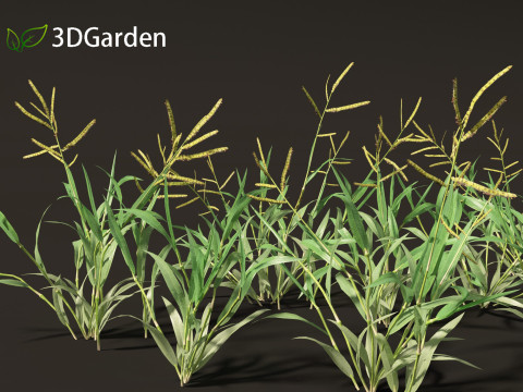Paspalum wettsteinii - Broadleaf Paspalum Modello 3D