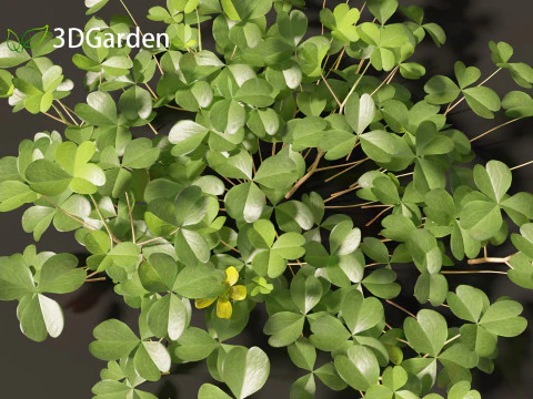 Oxalis corniculata - kruipende klaverzuring 3D Model
