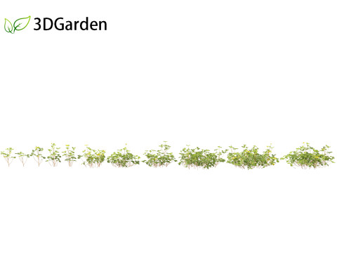 Oxalis corniculata - creeping woodsorrel 3D Model