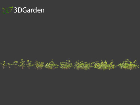 Oxalis corniculata - creeping woodsorrel 3D Model