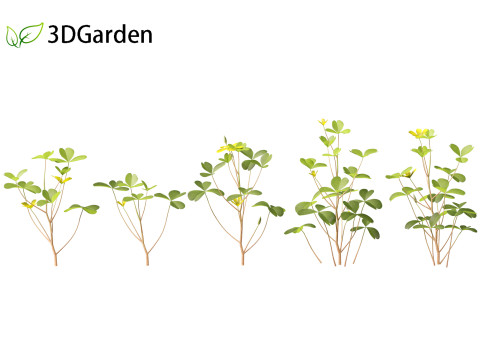 Oxalis corniculata - creeping woodsorrel 3D Model