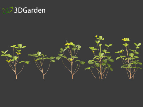 Oxalis corniculata - creeping woodsorrel 3D Model