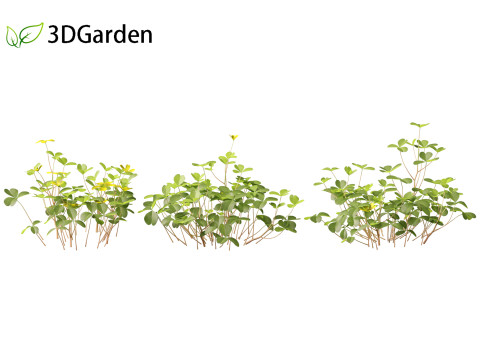Oxalis corniculata - creeping woodsorrel 3D Model