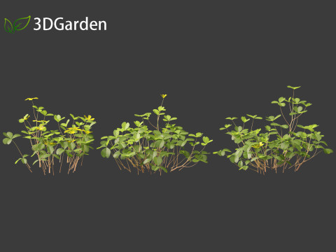Oxalis corniculata - creeping woodsorrel 3D Model