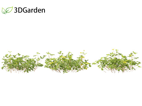 Oxalis corniculata - creeping woodsorrel 3D Model