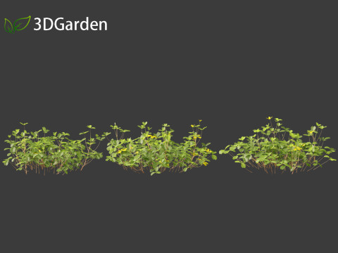 Oxalis corniculata - creeping woodsorrel 3D Model