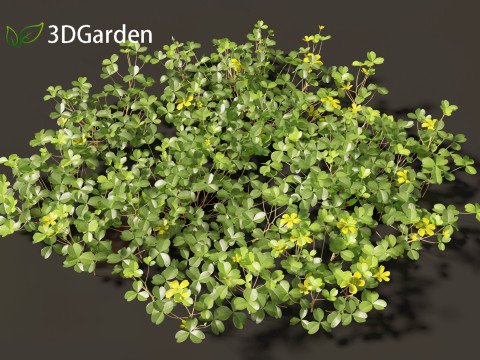 Oxalis corniculata - creeping woodsorrel 3D Model