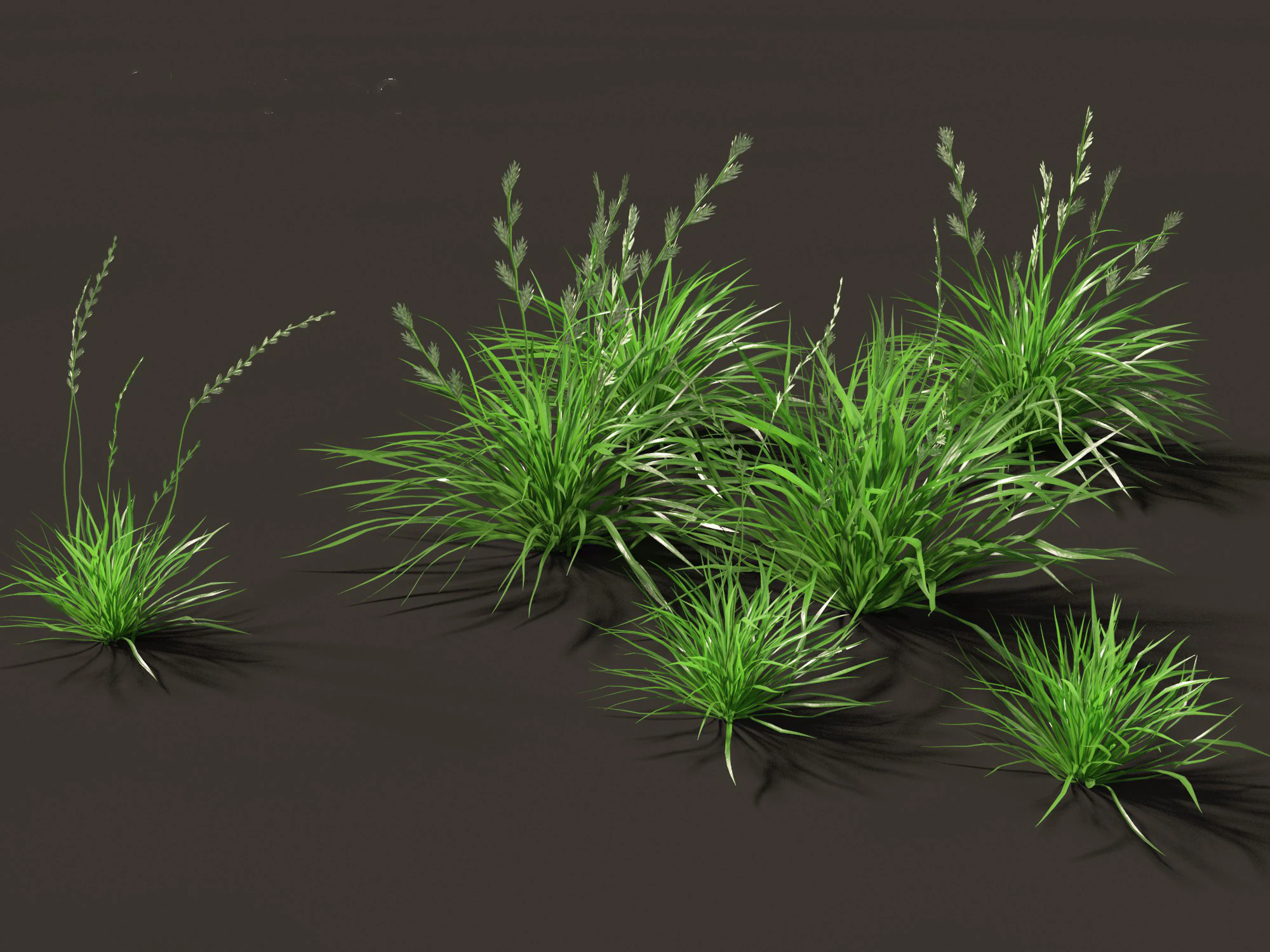 Lolium perenne - Perennial ryegrass 3D Model .c4d .max .obj .3ds .fbx .stl .blend 