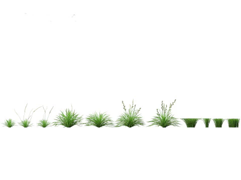 Lolium perenne - Perennial ryegrass 3D Model
