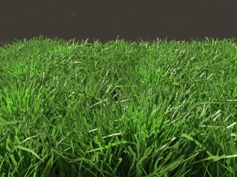 Lolium perenne - Perennial ryegrass Modèle 3D