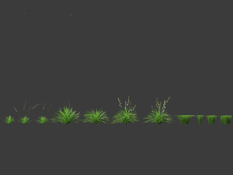 Lolium perenne - Perennial ryegrass Modèle 3D