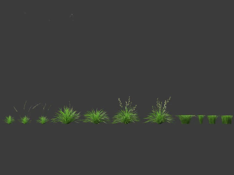 Lolium perenne - Perennial ryegrass 3D Model