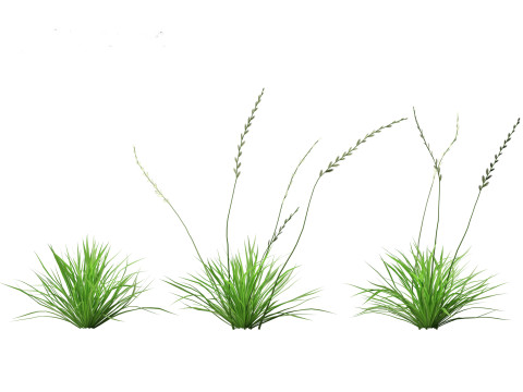 Lolium perenne - Perennial ryegrass Modèle 3D