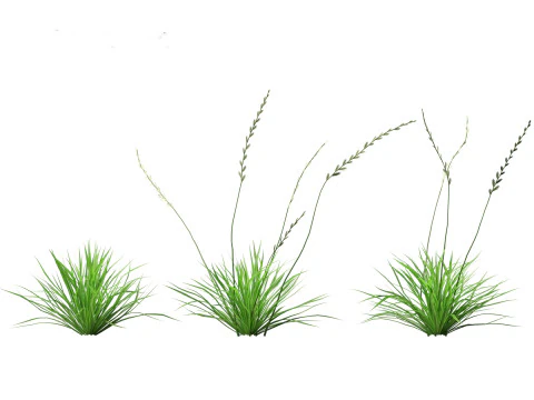 Lolium perenne - Perennial ryegrass 3D Model