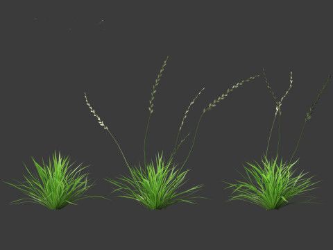 Lolium perenne - Perennial ryegrass Modèle 3D
