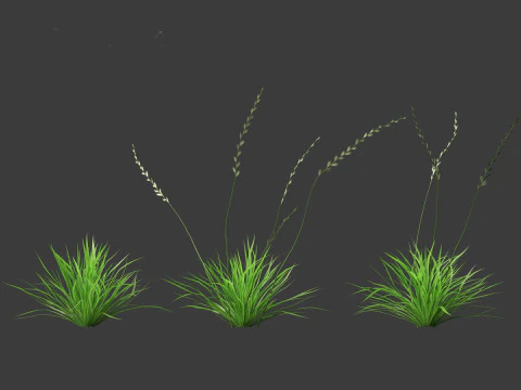 Lolium perenne - Perennial ryegrass 3D Model