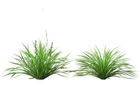 Lolium perenne - Perennial ryegrass Modèle 3D