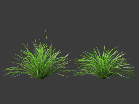 Lolium perenne - Perennial ryegrass Modèle 3D