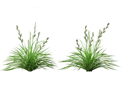 Lolium perenne - Perennial ryegrass Modèle 3D