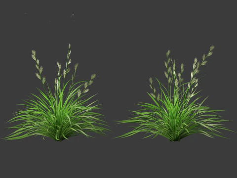 Lolium perenne - Perennial ryegrass 3D Model