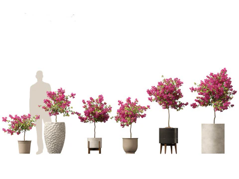 Bougainvillea glabra - Bugenvil kecil 04 Model 3D